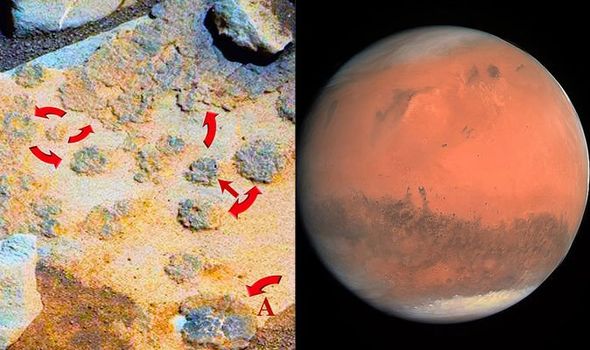 Ada Tumbuhan di Mars, Bukti Kehidupan Alien Nyata?