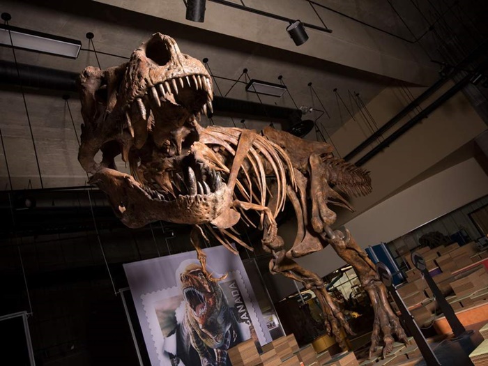 Ngeri! T-Rex Raksasa Ditemukan di Kanada, Bobotnya Capai 8 Ton