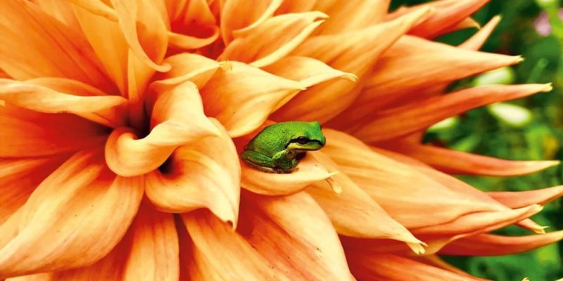 Bos Apple Pamer Foto Kodok Hasil Jepretan Kamera iPhone