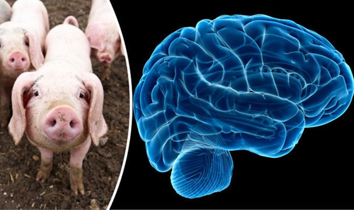 Heboh, Peneliti Hidupkan Otak Babi yang Sudah Mati