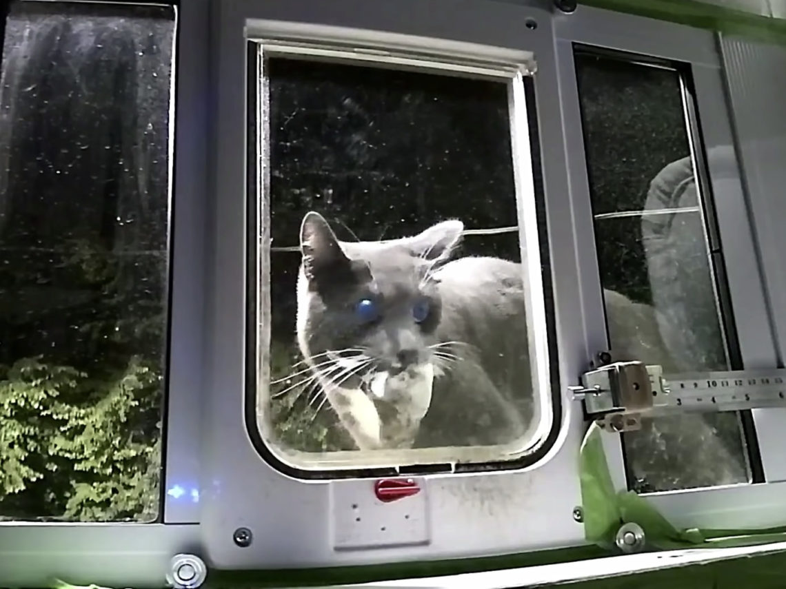Insinyur Amazon Ciptakan Pintu Kucing dengan AI, Gunanya?