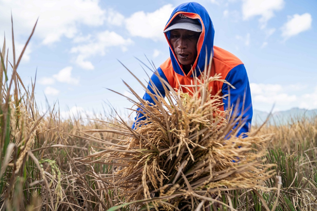 Keren, Solusi Agritech Dari Indico Hasilkan 200 Ton Gabah