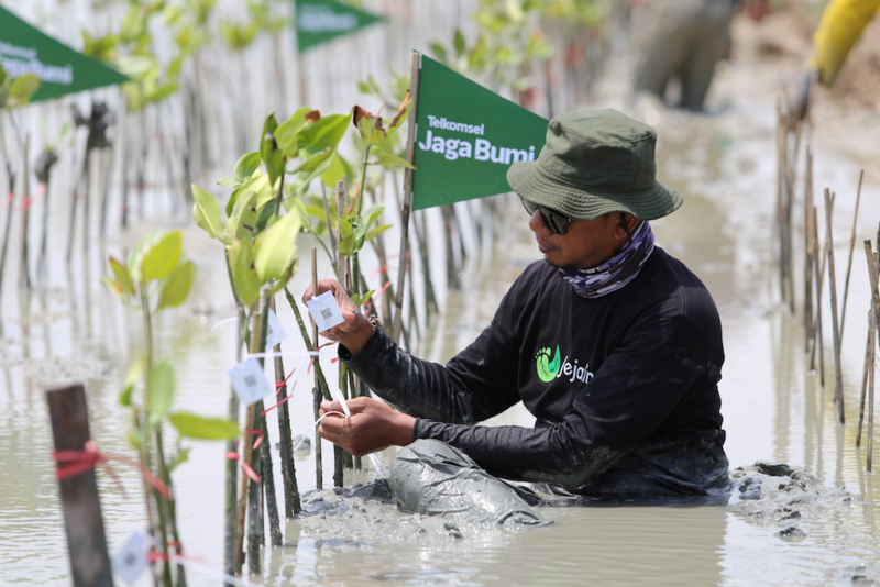 Telkomsel Jaga Bumi, Kembali Tanam 10.600 Mangrove