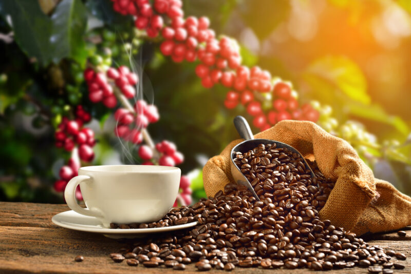 GoTo Impact Foundation Gandeng Gandrung Tirta Tingkatkan Produktivitas Kopi Malang 18%
